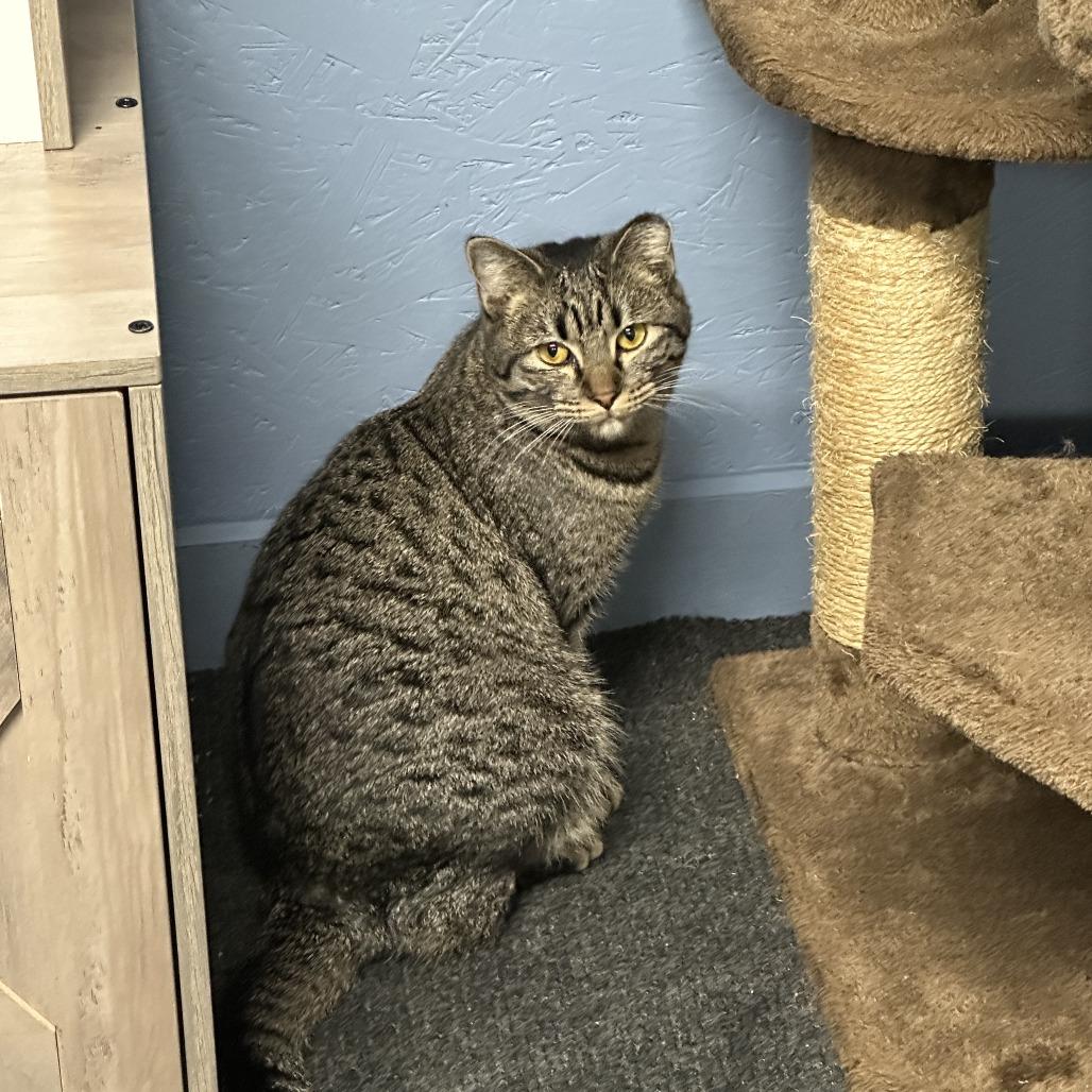 Stella, Adoptable, Young Female Domestic Short Hair.