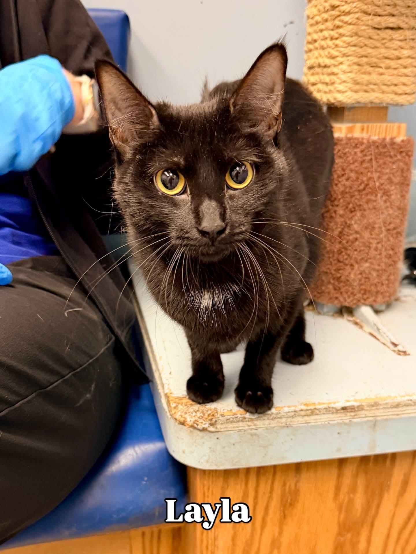 Layla, ADOPTABLE, Adult Female Domestic Short Hair.