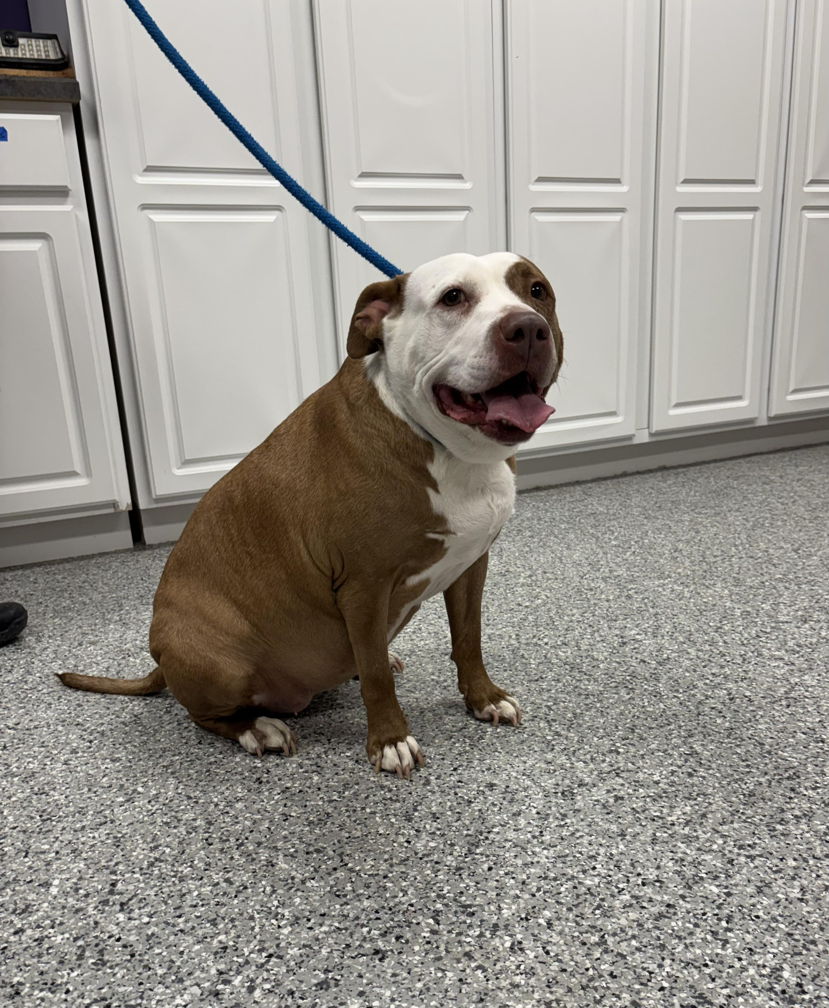 Luna, adoptable, Adult Female Pit Bull Terrier.