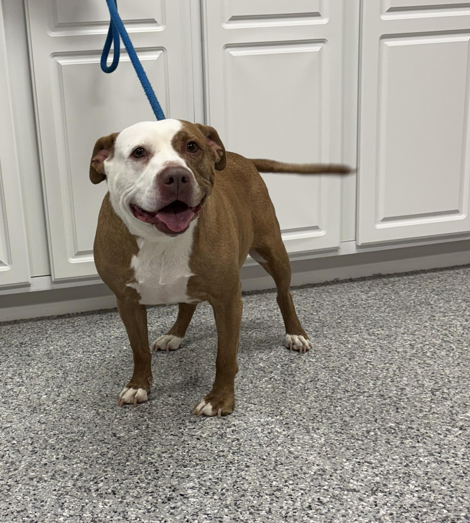 Enlarge Luna, an adoptable Pit Bull Terrier in Torrington, WY image 2/3