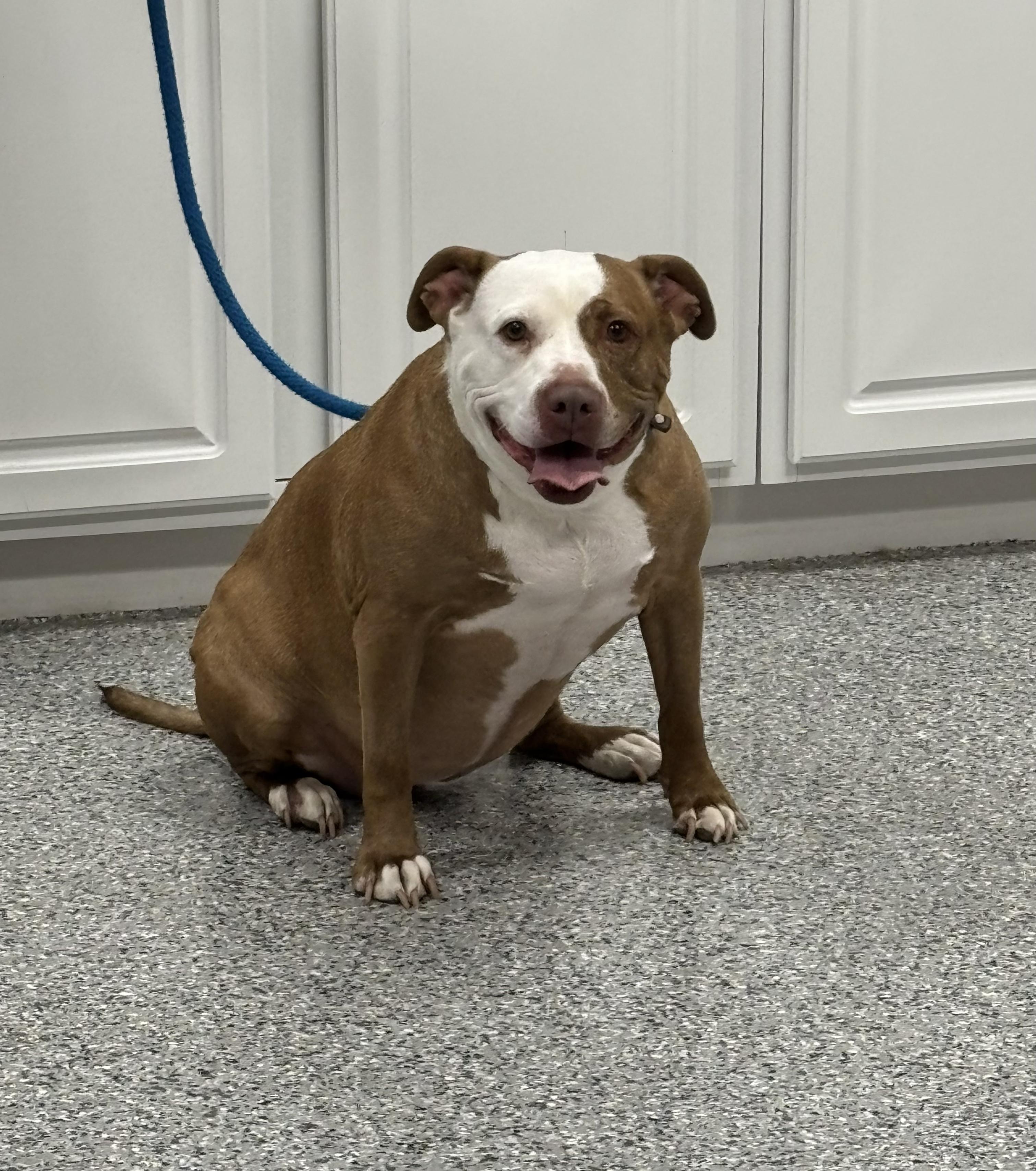 Enlarge Luna, an adoptable Pit Bull Terrier in Torrington, WY image 3/3