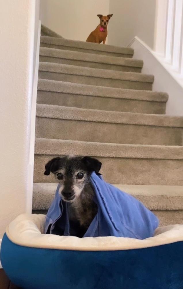 Lelo, a Adoptable mixed breed in los angeles, CA image 1/2