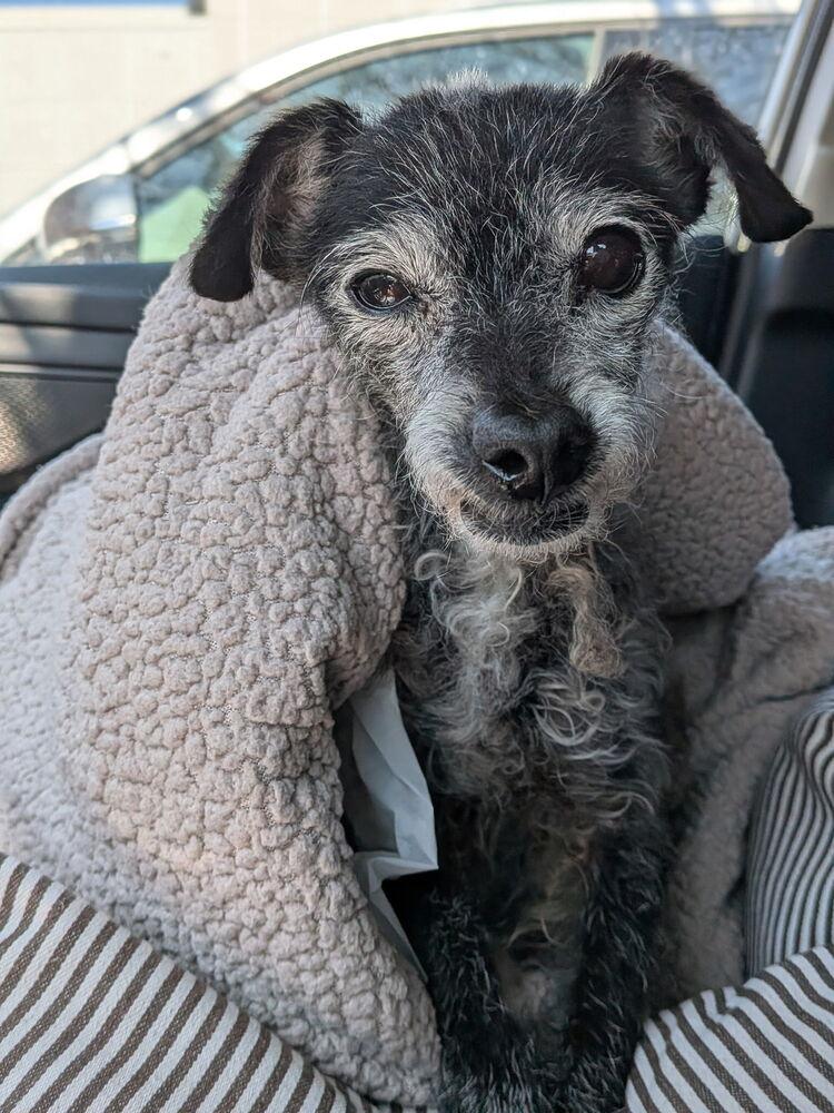 Lelo, a Adoptable mixed breed in los angeles, CA image 2/2