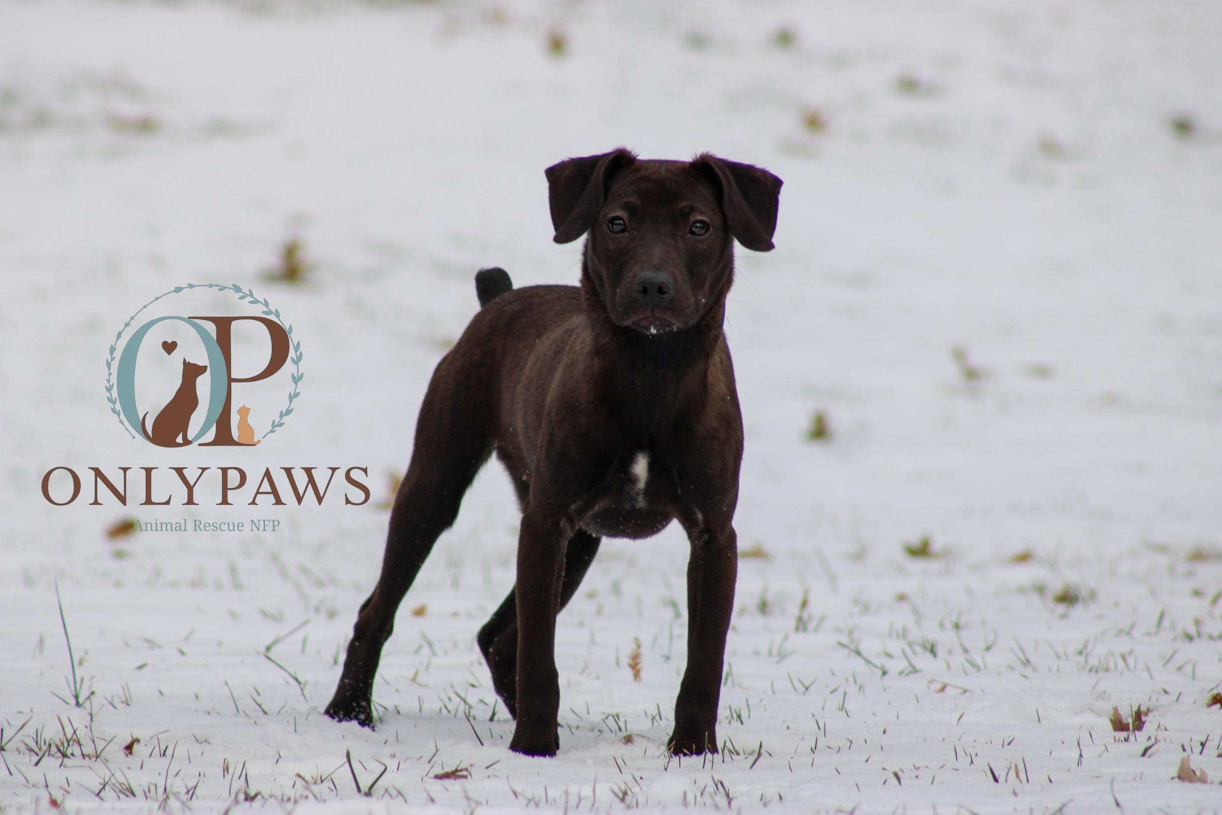 Enlarge Pixie, an adopted mixed breed in Winthrop Harbor, IL image 1/1