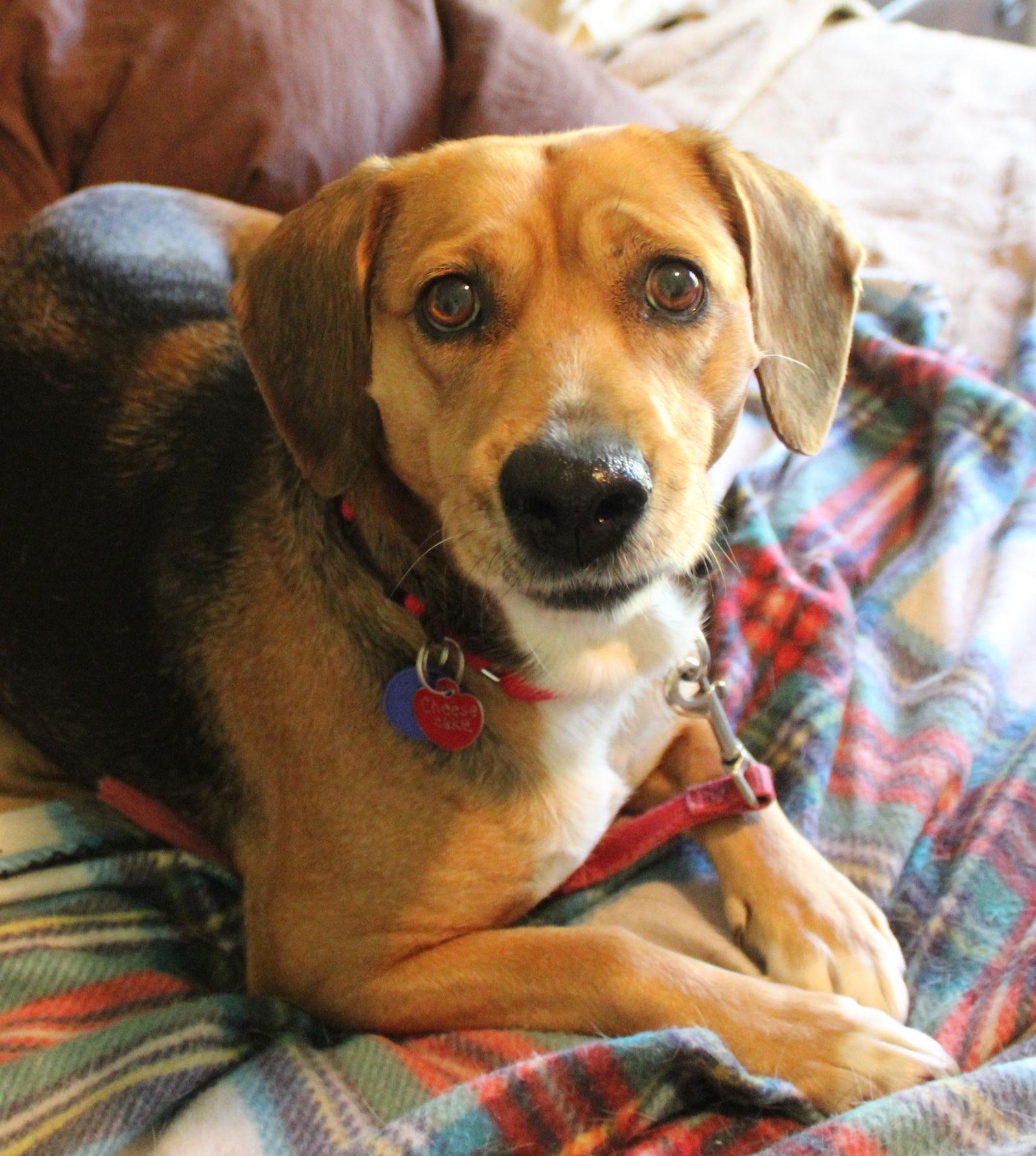 Cheesecake, Adoptable, Adult Female Beagle.