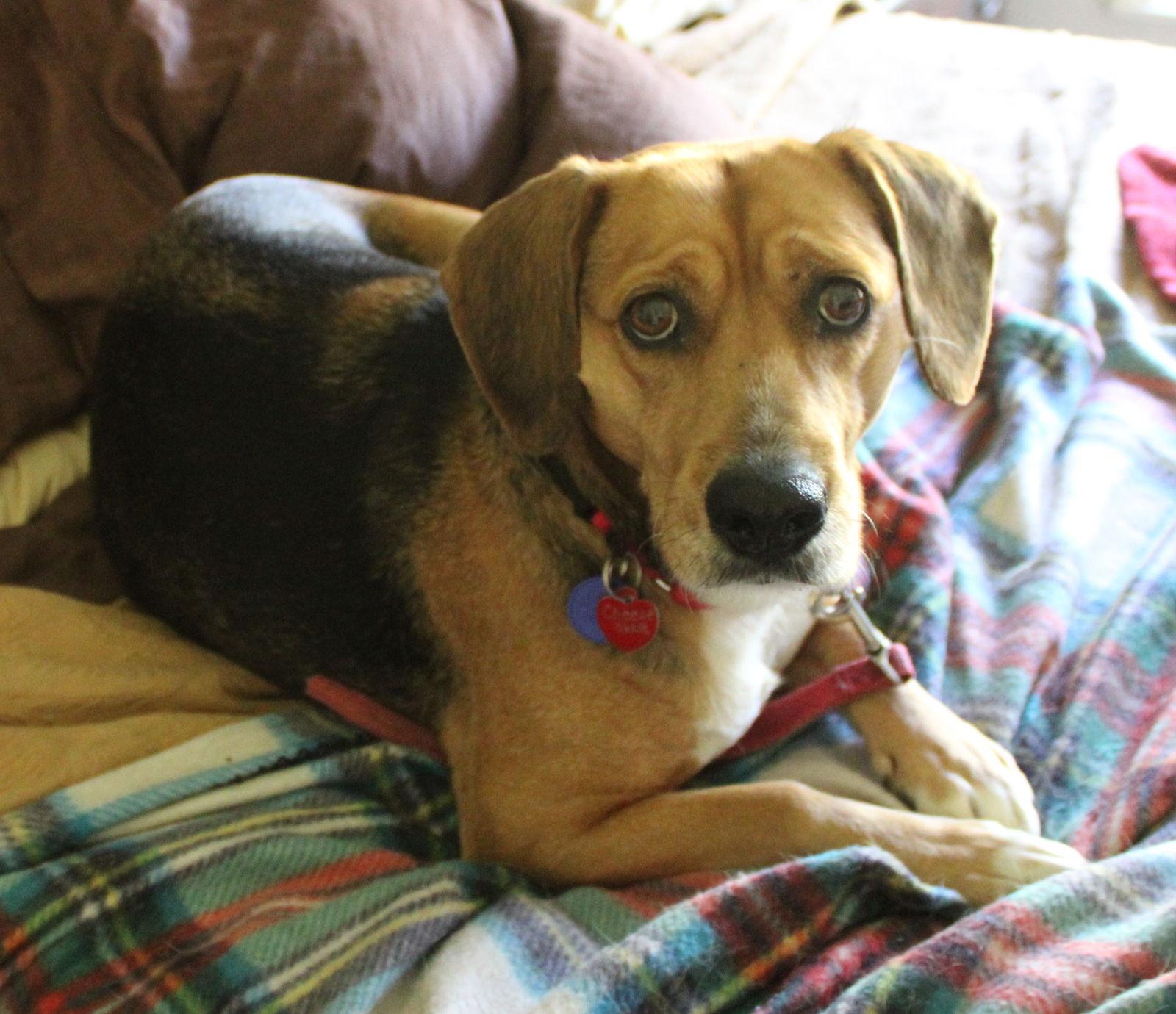 Enlarge Cheesecake, a Adoptable Beagle in Dunnellon, FL image 2/2