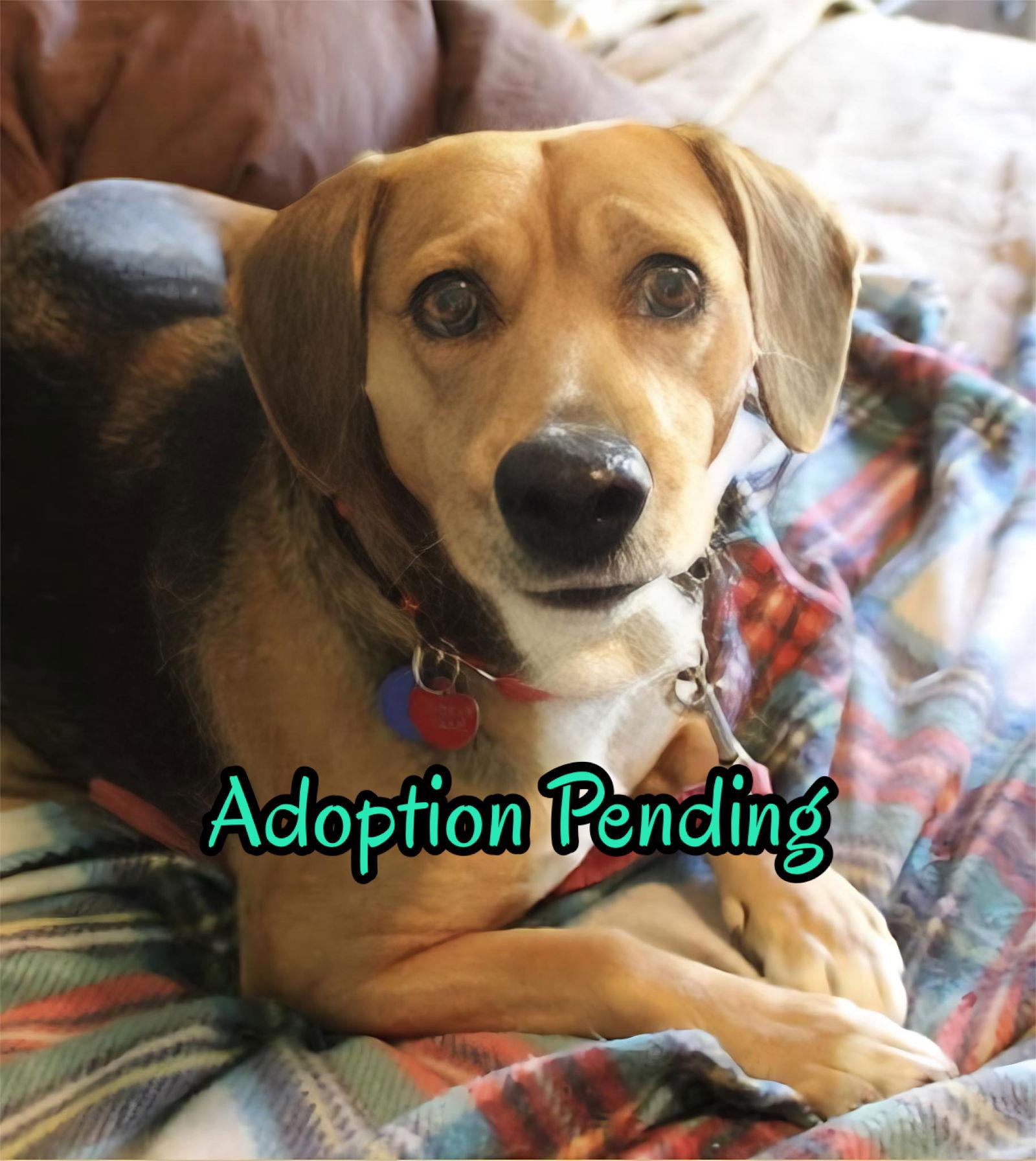 Cheesecake, a Adoptable Beagle in Dunnellon, FL image 3/3