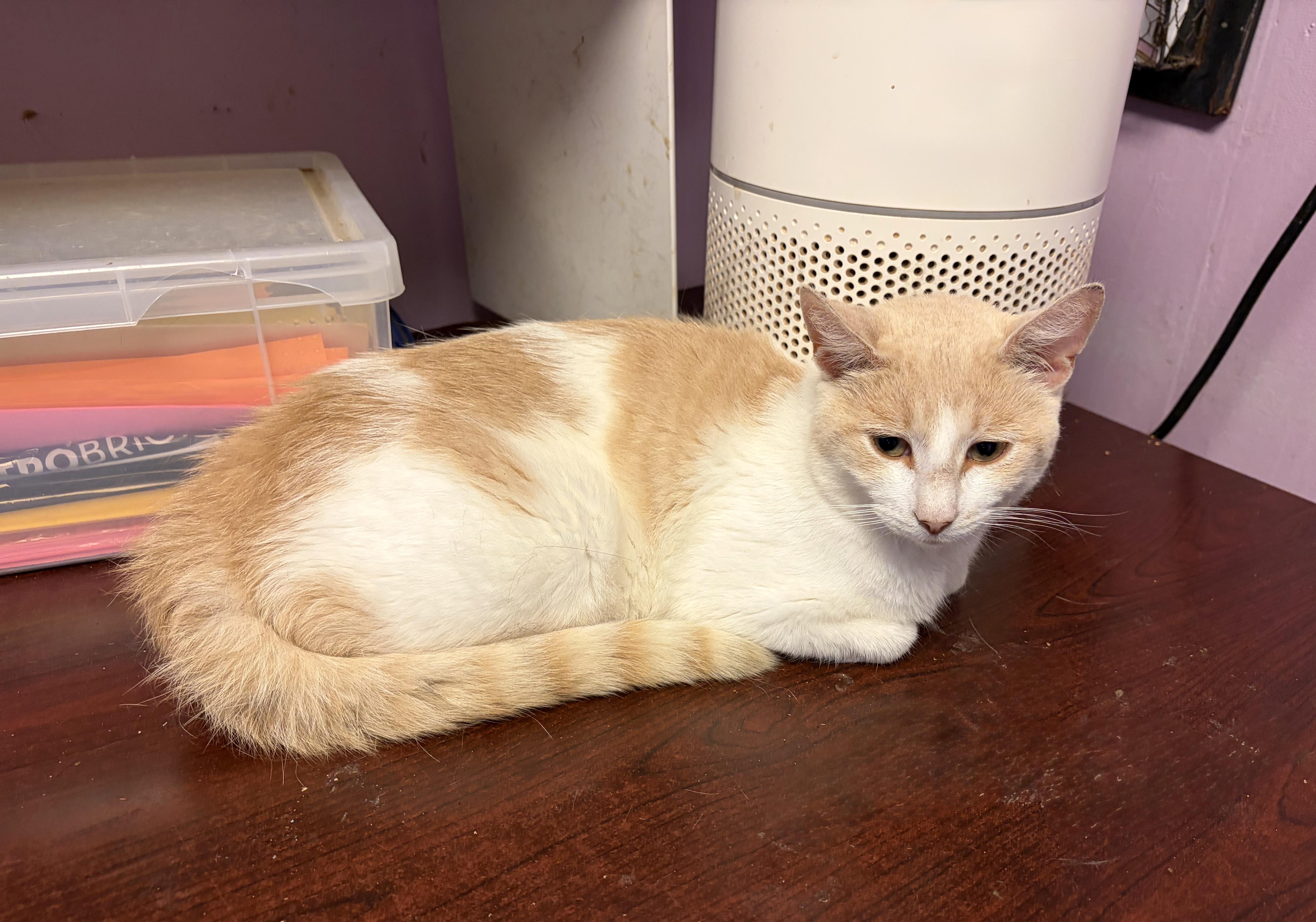 Enlarge Triscuit, a Adoptable Domestic Short Hair in Cortland, NY image 1/1
