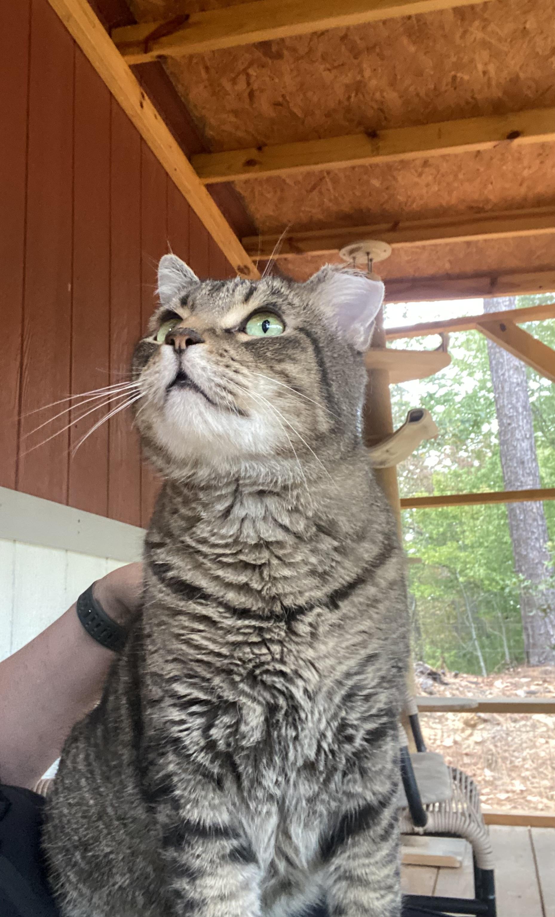 Quincy Bob, Adoptable, Senior Male Domestic Short Hair.