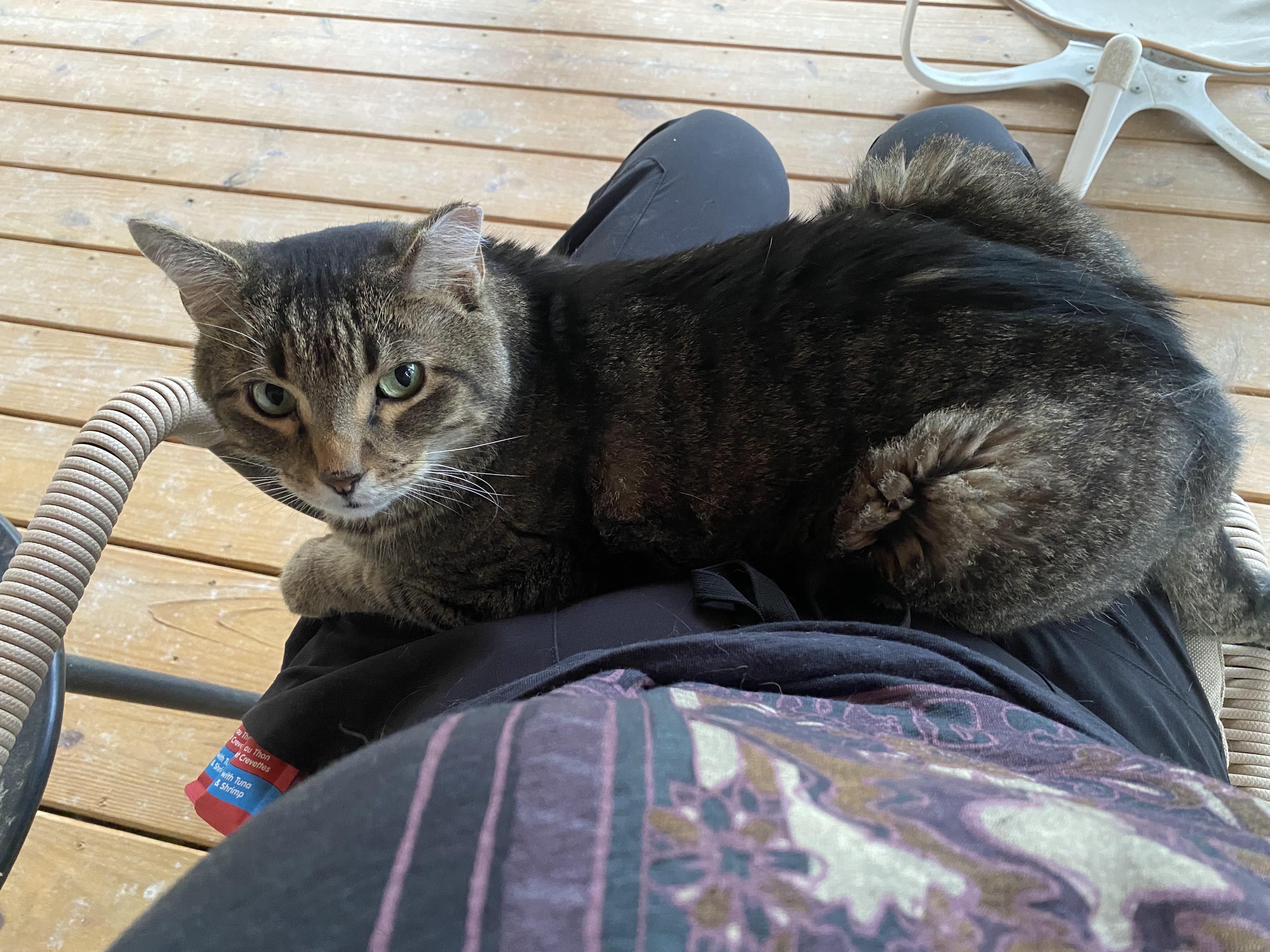 Quincy Bob, Adoptable, Senior Male Domestic Short Hair.