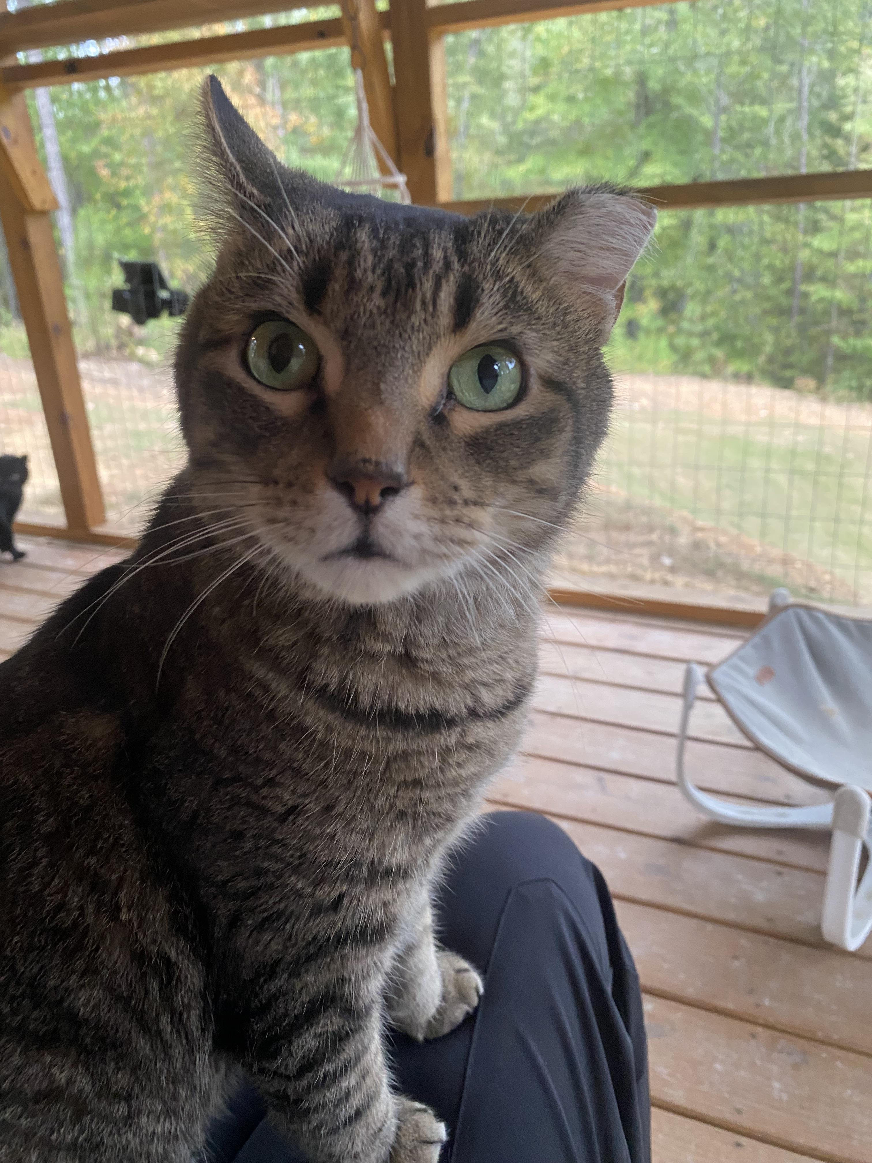 Enlarge Quincy Bob, a Adoptable mixed breed in Pinson, AL image 6/6