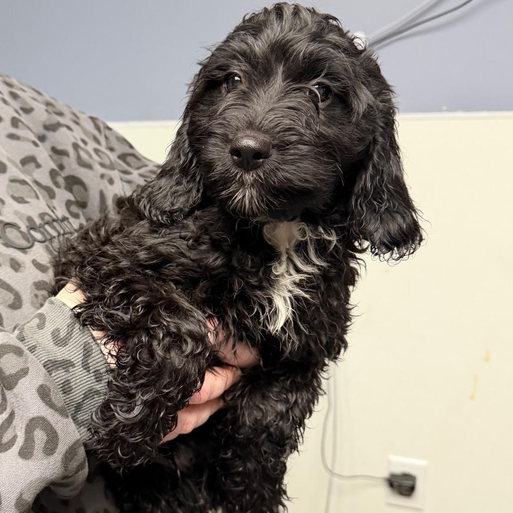 Buster, Adoptable, Puppy Male Cocker Spaniel & English Springer Spaniel.