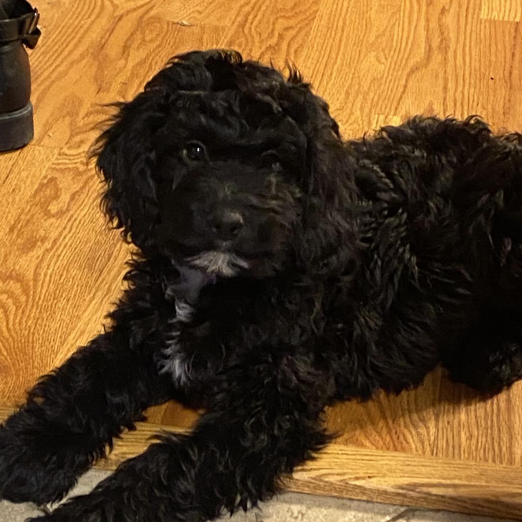 Enlarge Buster, a Adoptable mixed breed in Kansas City, MO image 2/4