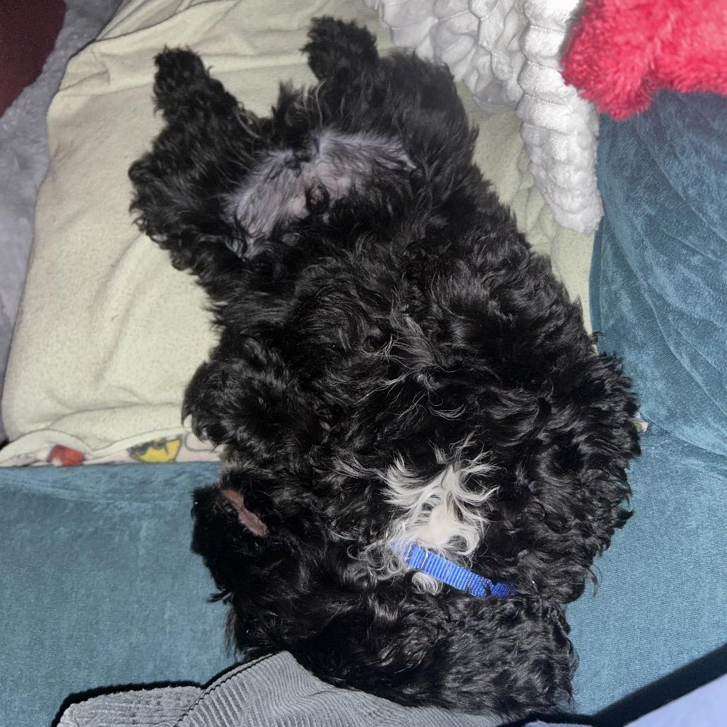 Enlarge Buster, a Adoptable mixed breed in Kansas City, MO image 3/4