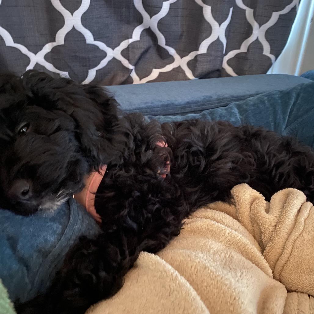 Enlarge Buster, a Adoptable mixed breed in Kansas City, MO image 4/4