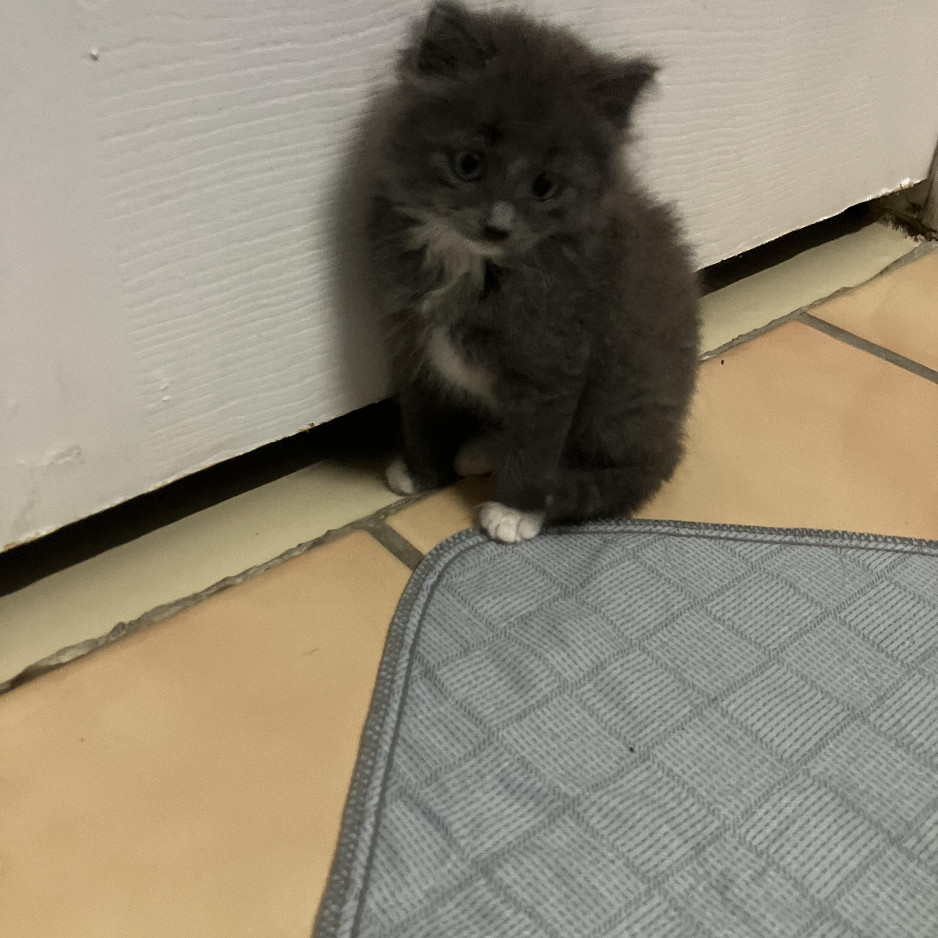 Enlarge Boots, a Adopted Domestic Medium Hair in Bonita Springs, FL image 5/6