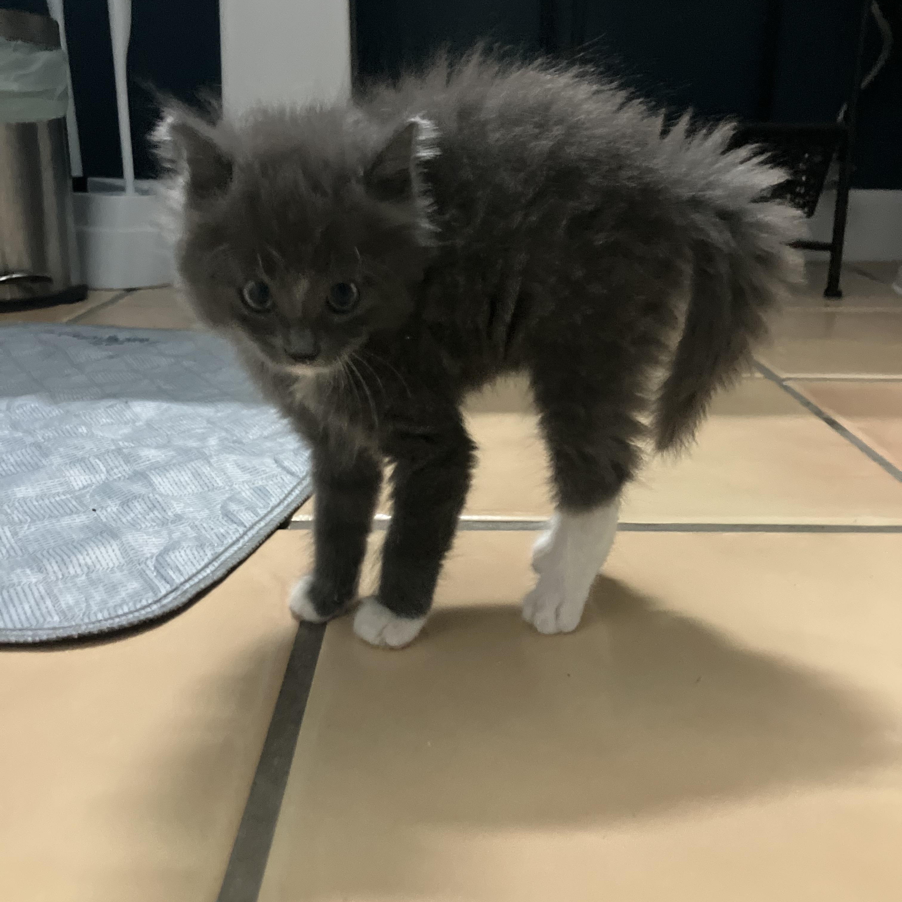 Enlarge Boots, a Adopted Domestic Medium Hair in Bonita Springs, FL image 2/6