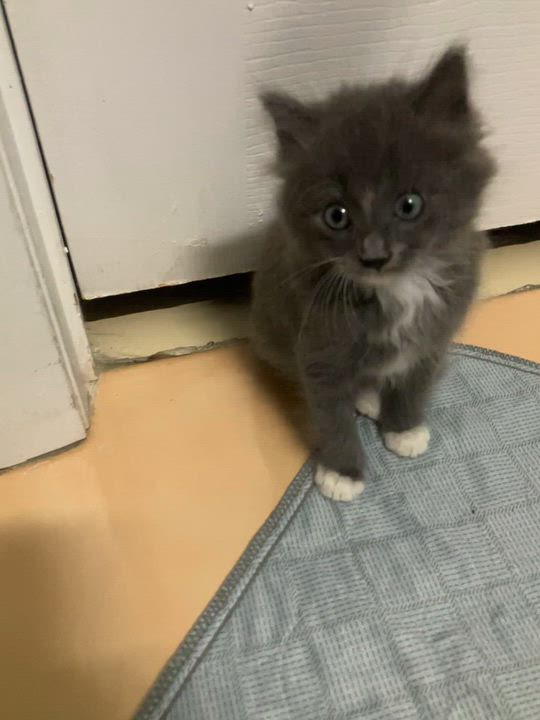 Enlarge Boots, a Adopted Domestic Medium Hair in Bonita Springs, FL video 3/6