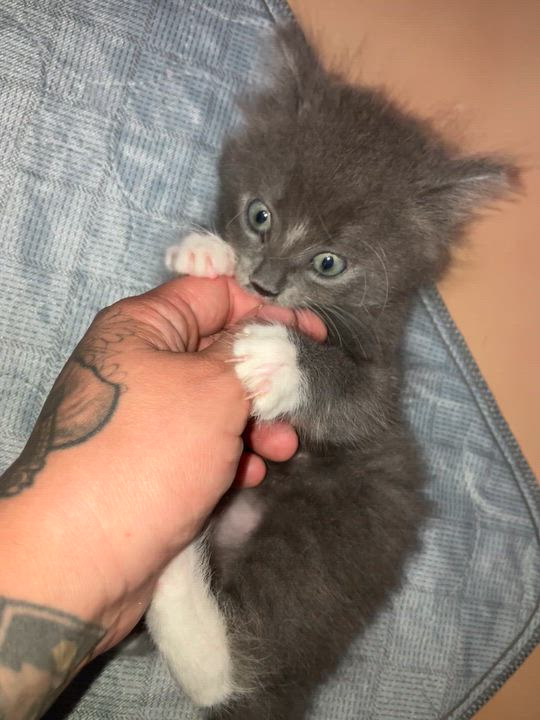 Enlarge Boots, a Adopted Domestic Medium Hair in Bonita Springs, FL video 6/6