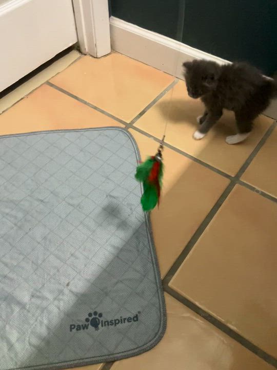 Enlarge Boots, a Adopted Domestic Medium Hair in Bonita Springs, FL video 4/6