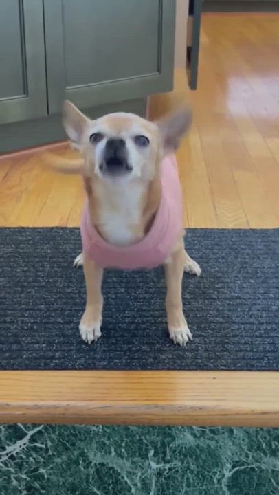 Enlarge Nico, a Adopted mixed breed video 6/11