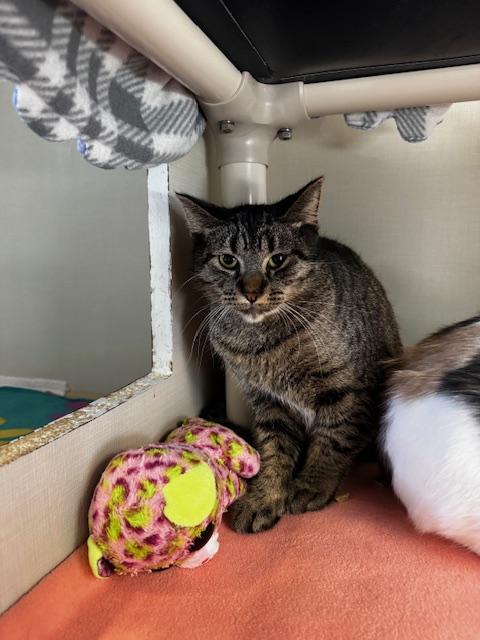 Fluffer Nutter and Wednesday