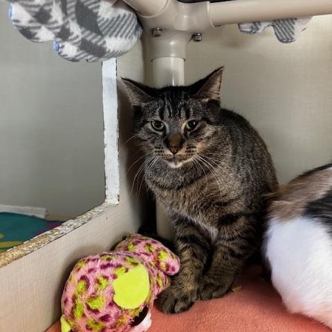 Fluffer Nutter and Wednesday, a Adoptable Domestic Short Hair in Hutchinson, MN image 2/5