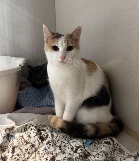 Fluffer Nutter and Wednesday, Adoptable, Young Female Domestic Short Hair.