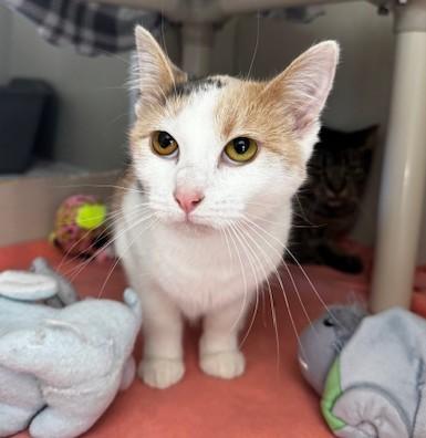 Fluffer Nutter and Wednesday, a Adoptable Domestic Short Hair in Hutchinson, MN image 4/5