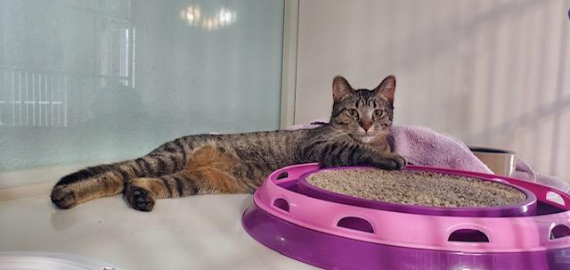 Enlarge Wednesday, a Adoptable Domestic Short Hair in Hutchinson, MN image 1/3