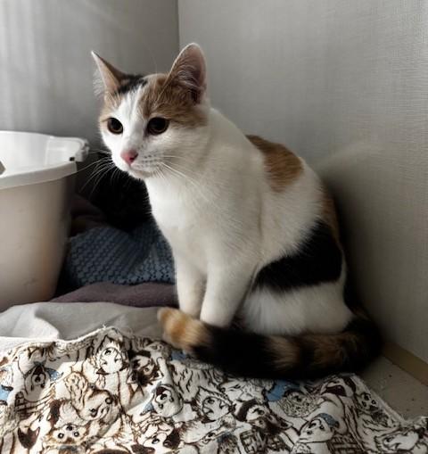 Fluffer Nutter and Wednesday, a Adoptable Domestic Short Hair in Hutchinson, MN image 3/5