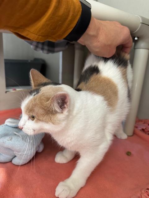 Fluffer Nutter and Wednesday