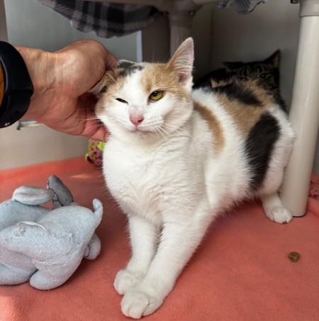 Fluffer Nutter and Wednesday, a Adoptable Domestic Short Hair in Hutchinson, MN image 5/5