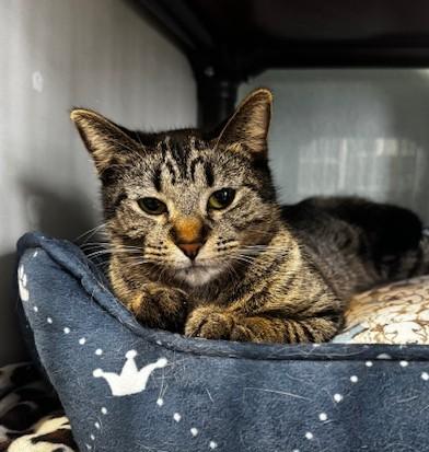 Wednesday, Adoptable, Young Female Domestic Short Hair.