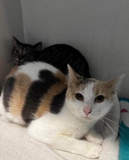 Fluffer Nutter and Wednesday