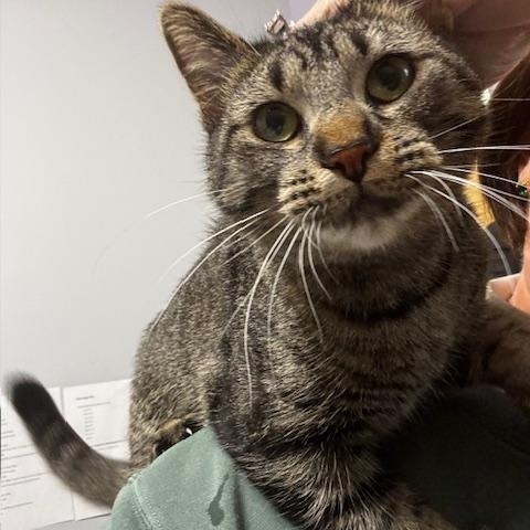 Wednesday, Adoptable, Young Female Domestic Short Hair.