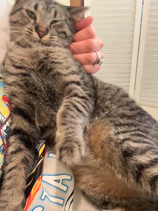 Enlarge Wednesday, an adopted Domestic Short Hair in Hutchinson, MN video 6/6