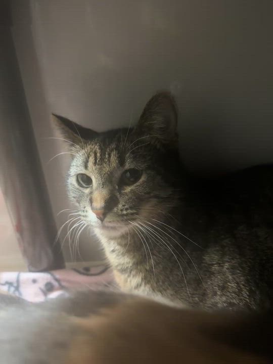 Enlarge Wednesday, a Adoptable Domestic Short Hair in Hutchinson, MN video 2/2