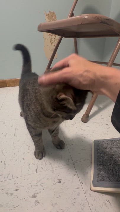 Enlarge Wednesday, an adopted Domestic Short Hair in Hutchinson, MN video 5/6