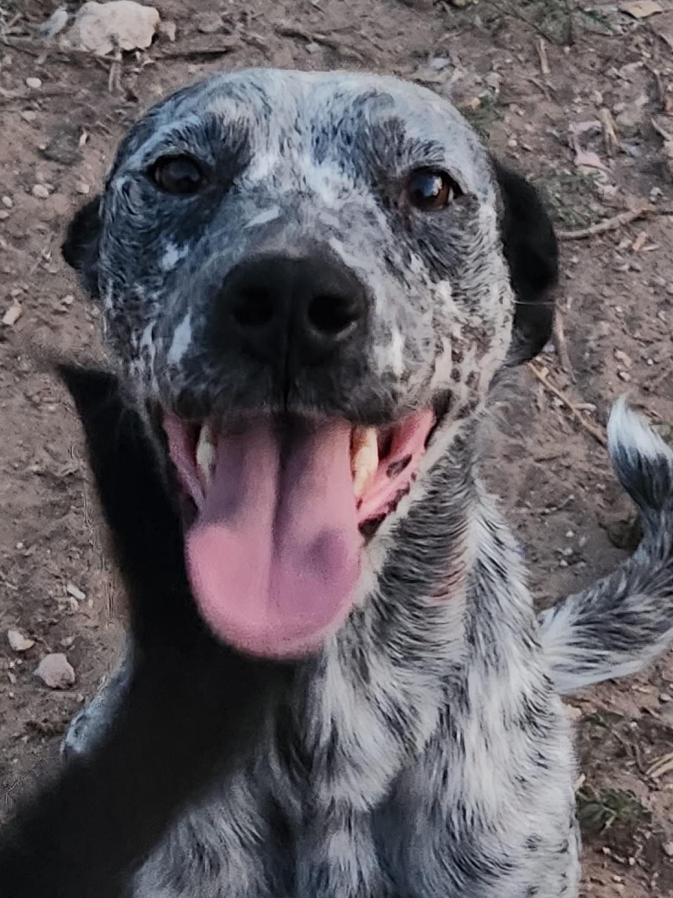 Jolene