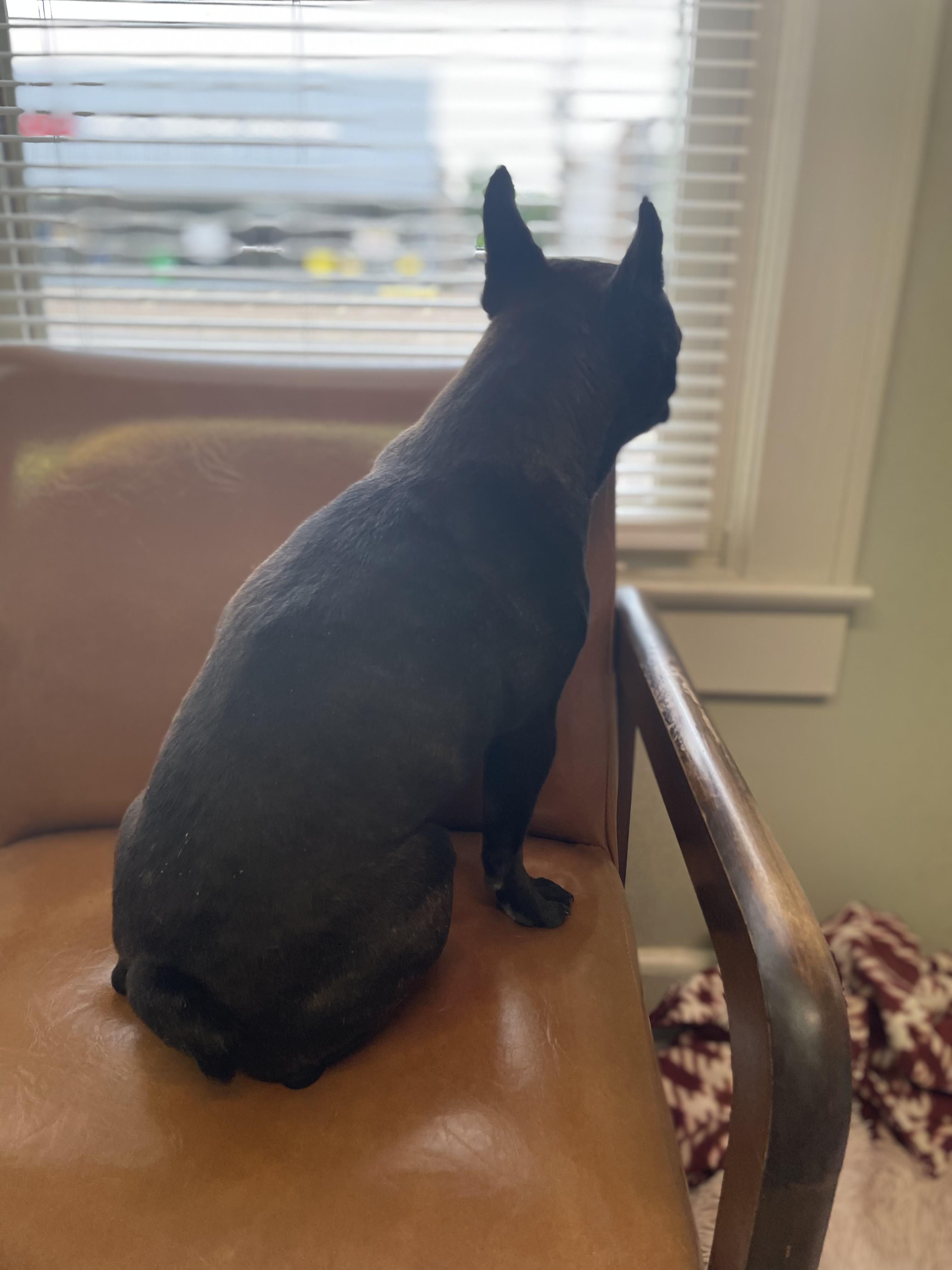Enlarge Loki, an adopted French Bulldog in Stormville, NY image 5/5