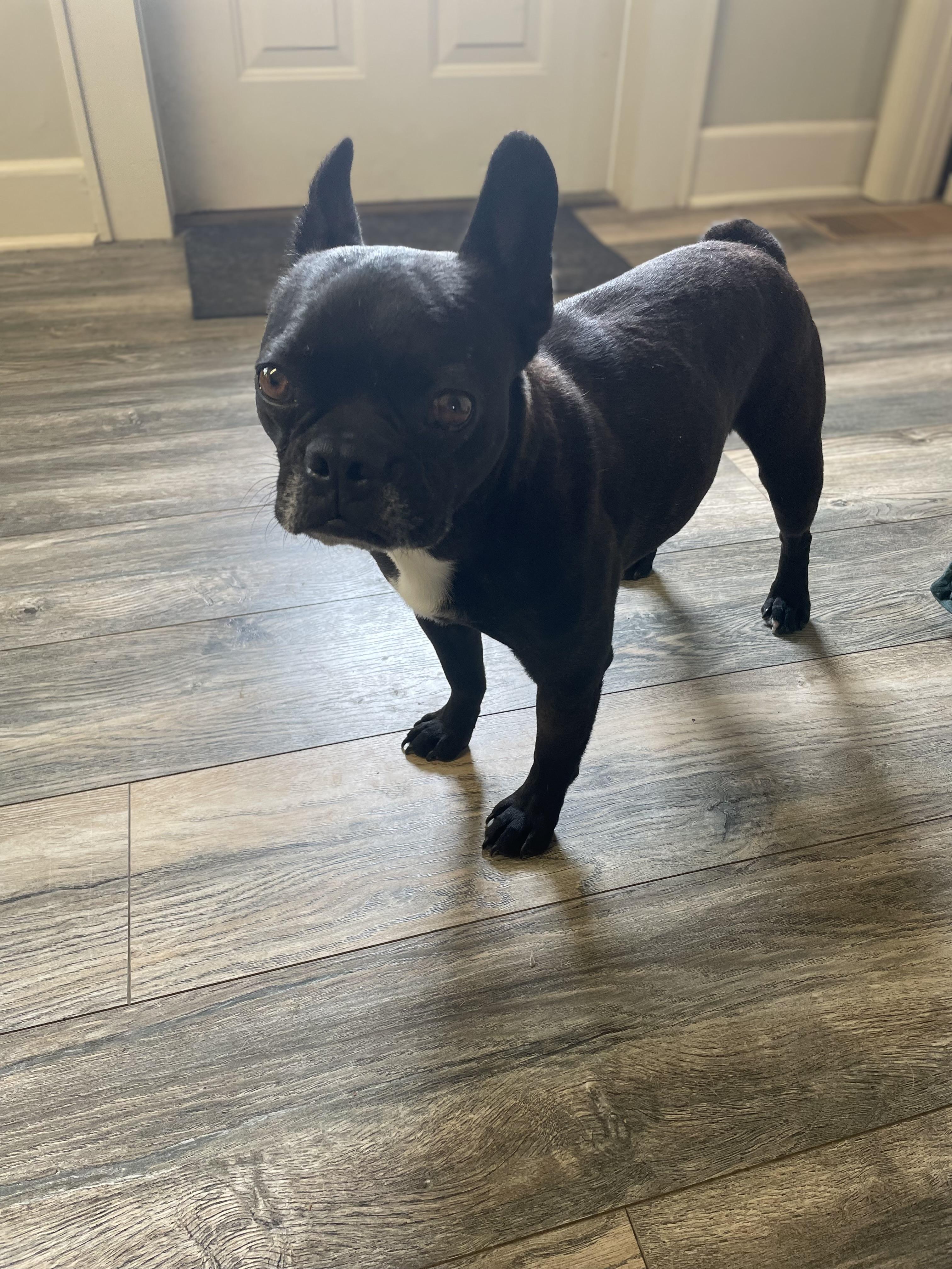 Enlarge Loki, an adopted French Bulldog in Stormville, NY image 3/5