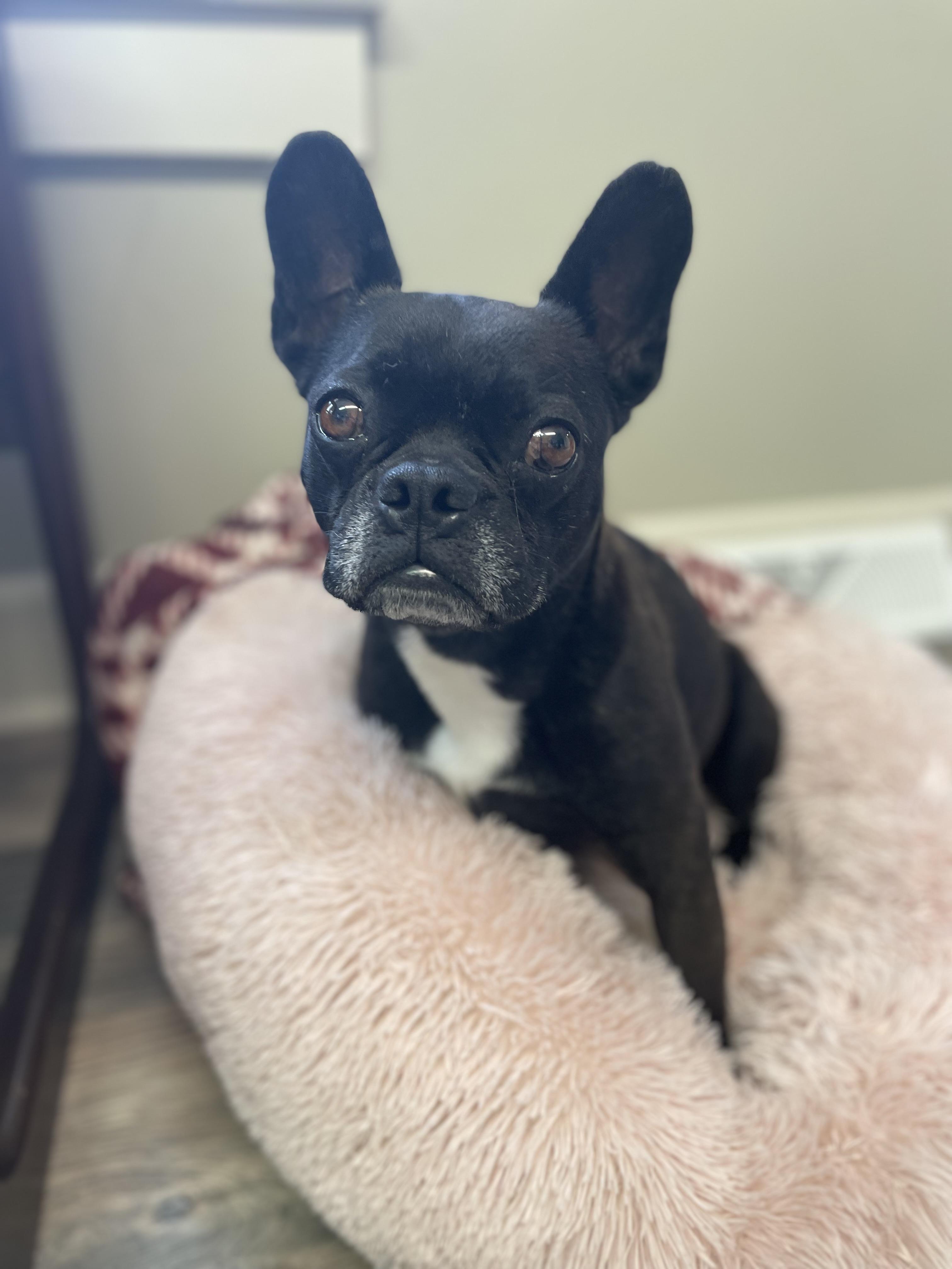 Loki, adopted, Adult Male French Bulldog.