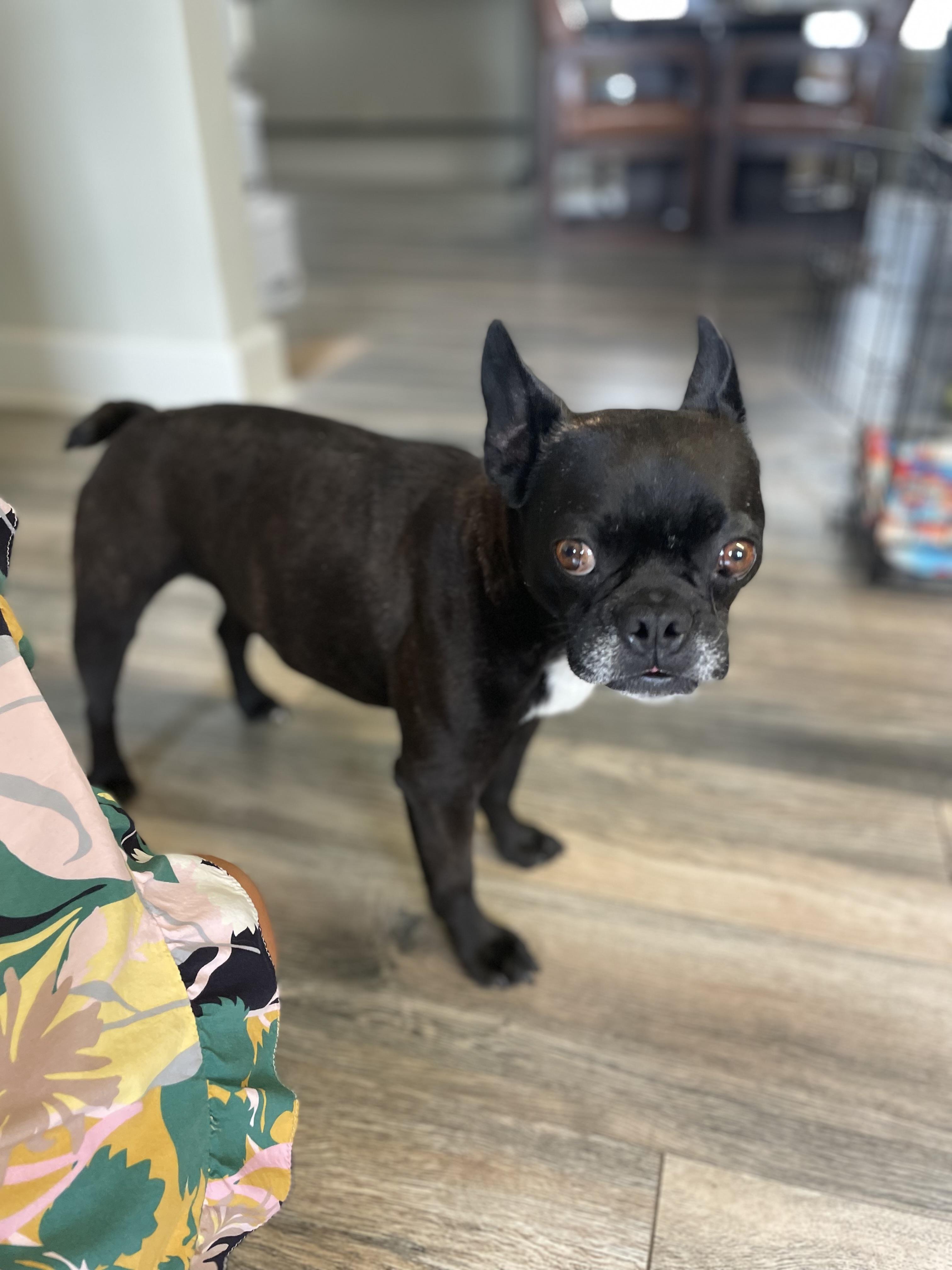Enlarge Loki, an adopted French Bulldog in Stormville, NY image 2/5