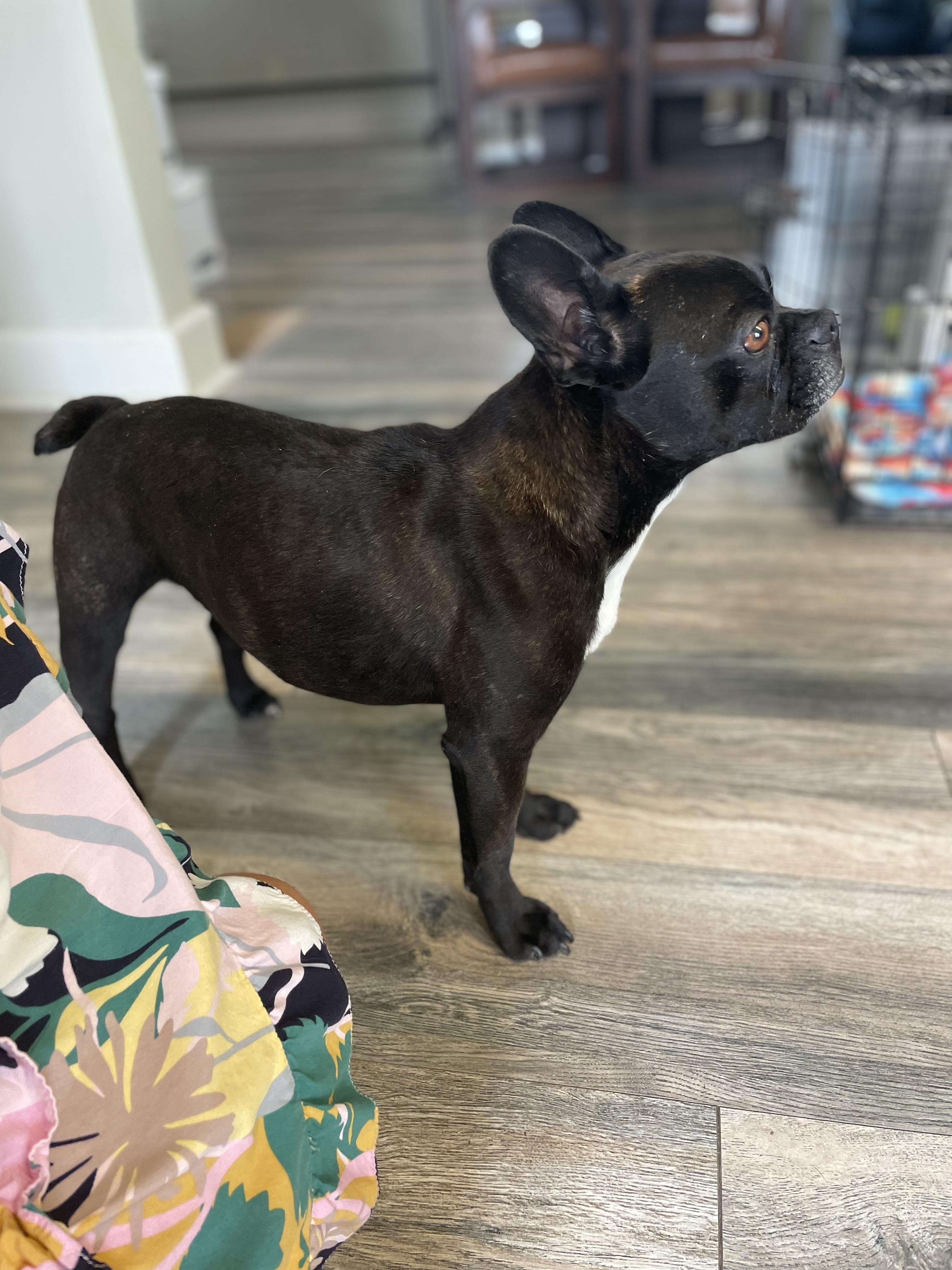 Enlarge Loki, an adopted French Bulldog in Stormville, NY image 4/5