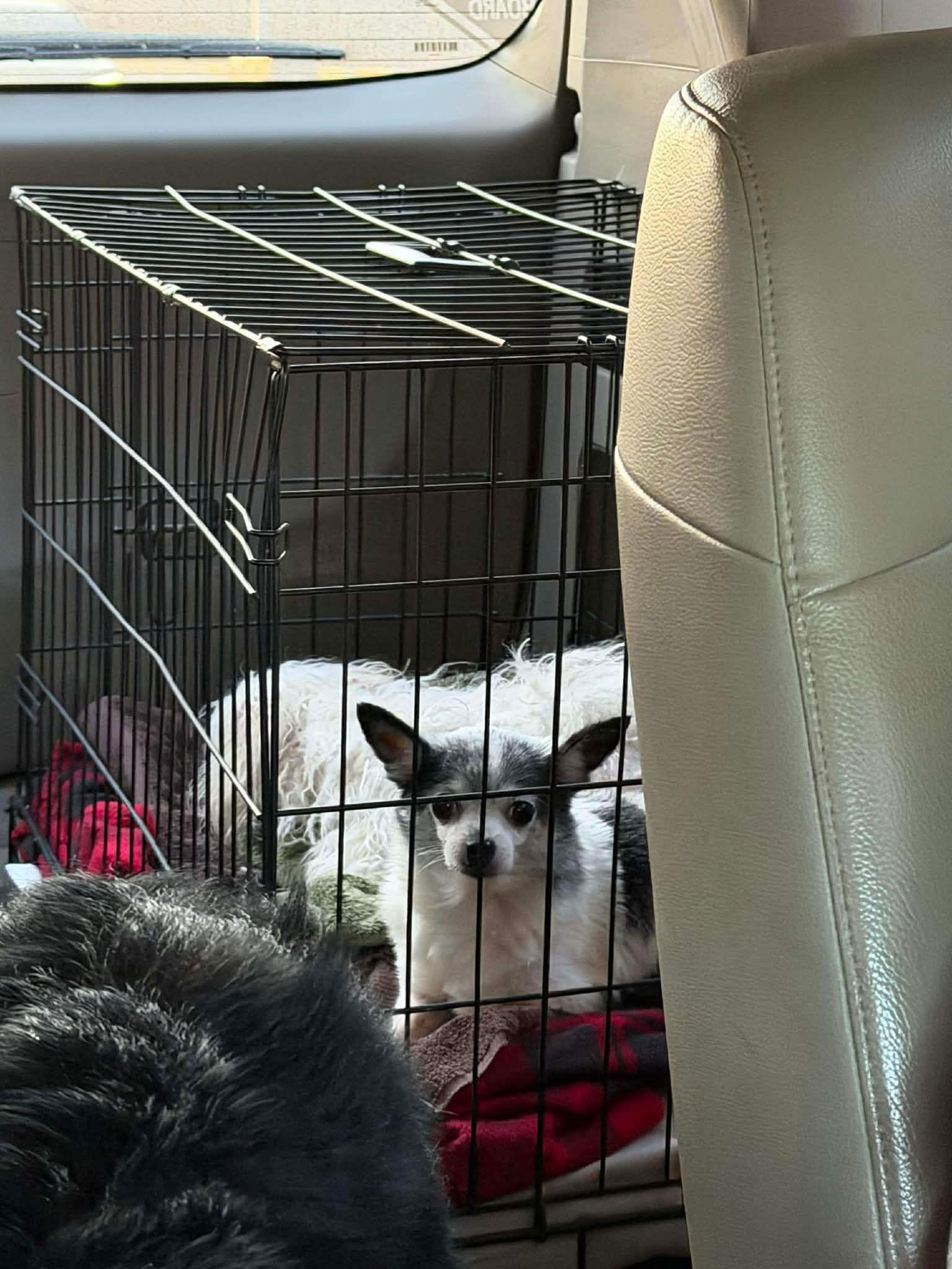 Lucy, Adopted, Adult Female Chihuahua.