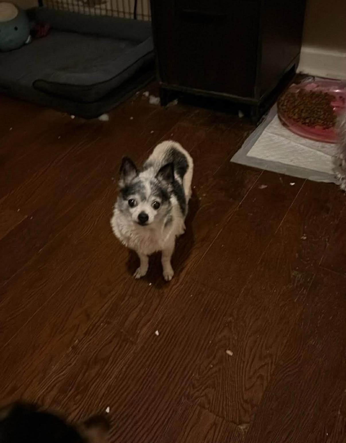 Enlarge Lucy, a Adopted Chihuahua in Holly Springs, NC image 2/2