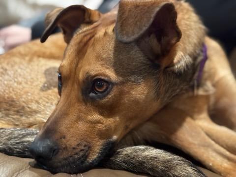 Enlarge Cody, a Adoptable mixed breed in Amherst, NY image 1/6