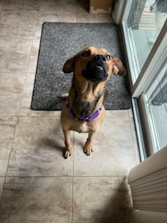 Enlarge Cody, a Adoptable mixed breed in Amherst, NY image 2/6