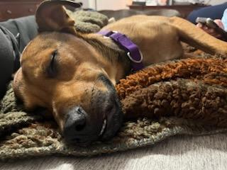 Enlarge Cody, a Adoptable mixed breed in Amherst, NY image 4/6